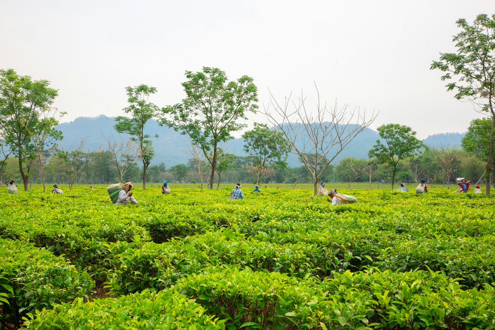 Member farmers plucking tea leaves in a Nilgiris garden