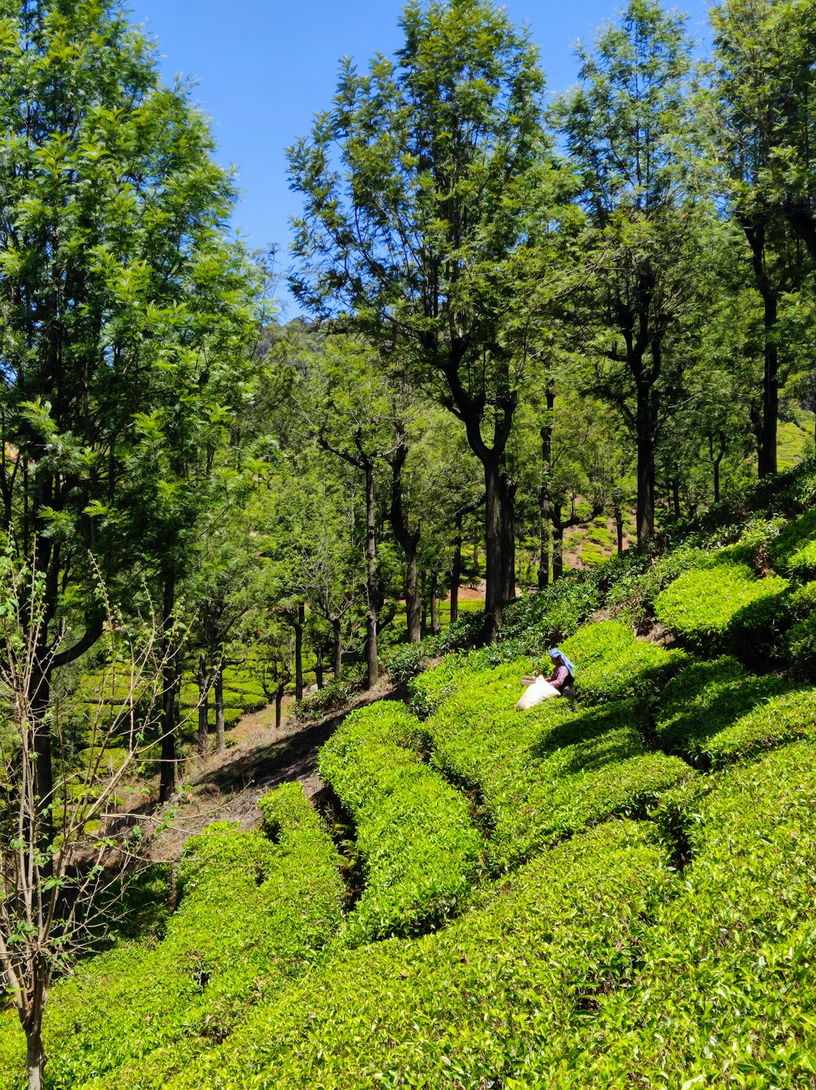 High-altitude tea gardens in the Nilgiris Hills, Tamil Nadu