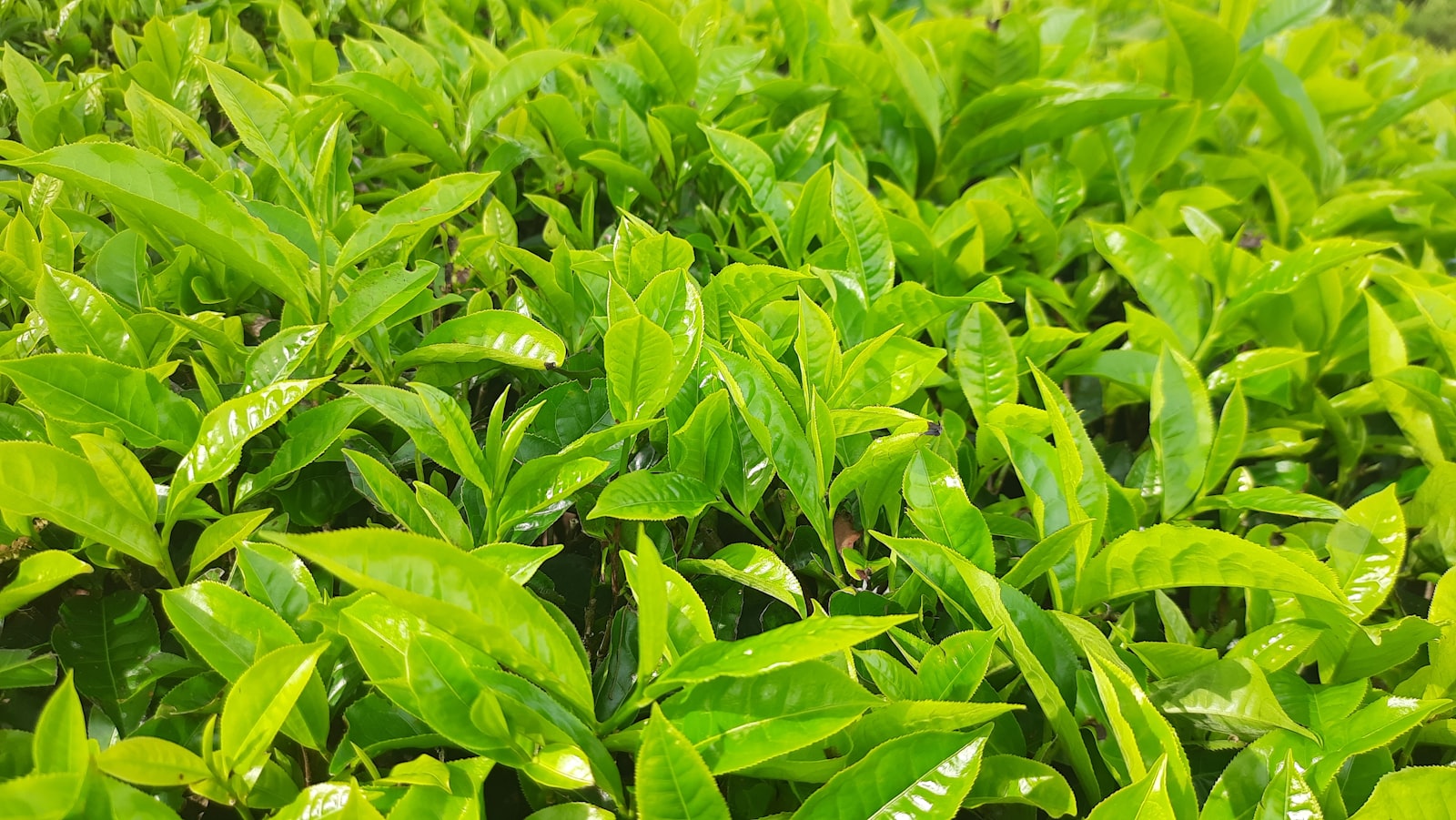 Freshly plucked green tea leaf from Nilgiris member farms